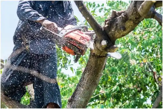 tree services Lake Mills